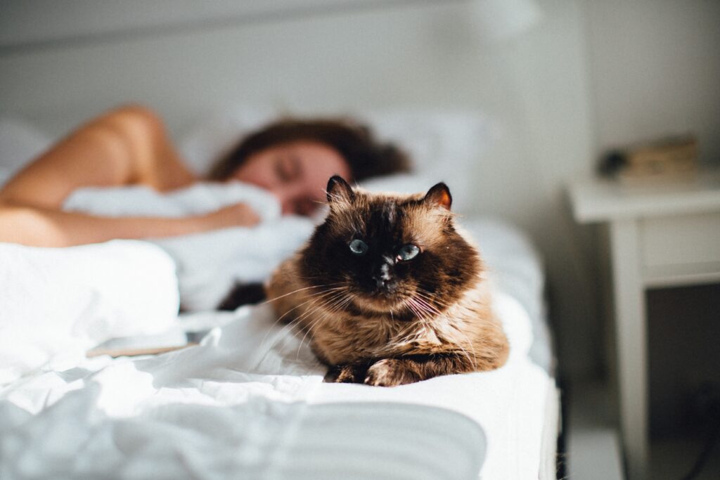 woman in bed with cat